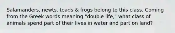 Salamanders, newts, toads & frogs belong to this class. Coming from the Greek words meaning "double life," what class of animals spend part of their lives in water and part on land?