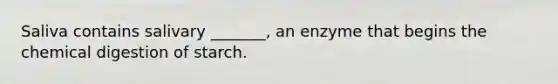 Saliva contains salivary _______, an enzyme that begins the chemical digestion of starch.