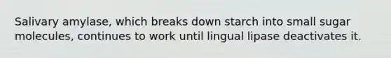 Salivary amylase, which breaks down starch into small sugar molecules, continues to work until lingual lipase deactivates it.