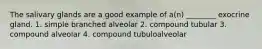 The salivary glands are a good example of a(n) ________ exocrine gland. 1. simple branched alveolar 2. compound tubular 3. compound alveolar 4. compound tubuloalveolar