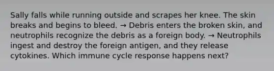 Sally falls while running outside and scrapes her knee. The skin breaks and begins to bleed. → Debris enters the broken skin, and neutrophils recognize the debris as a foreign body. → Neutrophils ingest and destroy the foreign antigen, and they release cytokines. Which immune cycle response happens next?