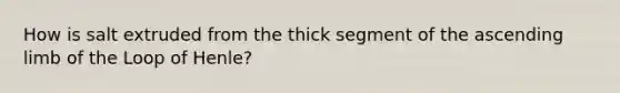 How is salt extruded from the thick segment of the ascending limb of the Loop of Henle?