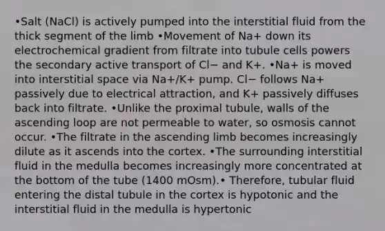 •Salt (NaCl) is actively pumped into the interstitial fluid from the thick segment of the limb •Movement of Na+ down its electrochemical gradient from filtrate into tubule cells powers the secondary active transport of Cl− and K+. •Na+ is moved into interstitial space via Na+/K+ pump. Cl− follows Na+ passively due to electrical attraction, and K+ passively diffuses back into filtrate. •Unlike the proximal tubule, walls of the ascending loop are not permeable to water, so osmosis cannot occur. •The filtrate in the ascending limb becomes increasingly dilute as it ascends into the cortex. •The surrounding interstitial fluid in the medulla becomes increasingly more concentrated at the bottom of the tube (1400 mOsm).• Therefore, tubular fluid entering the distal tubule in the cortex is hypotonic and the interstitial fluid in the medulla is hypertonic