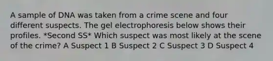 A sample of DNA was taken from a crime scene and four different suspects. The gel electrophoresis below shows their profiles. *Second SS* Which suspect was most likely at the scene of the crime? A Suspect 1 B Suspect 2 C Suspect 3 D Suspect 4