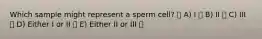 Which sample might represent a sperm cell? A) I B) II C) III D) Either I or II E) Either II or III