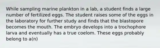 While sampling marine plankton in a lab, a student finds a large number of fertilized eggs. The student raises some of the eggs in the laboratory for further study and finds that the blastopore becomes <a href='https://www.questionai.com/knowledge/krBoWYDU6j-the-mouth' class='anchor-knowledge'>the mouth</a>. The embryo develops into a trochophore larva and eventually has a true coelom. These eggs probably belong to a(n)