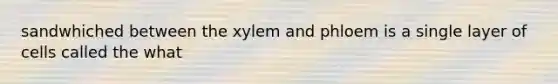 sandwhiched between the xylem and phloem is a single layer of cells called the what