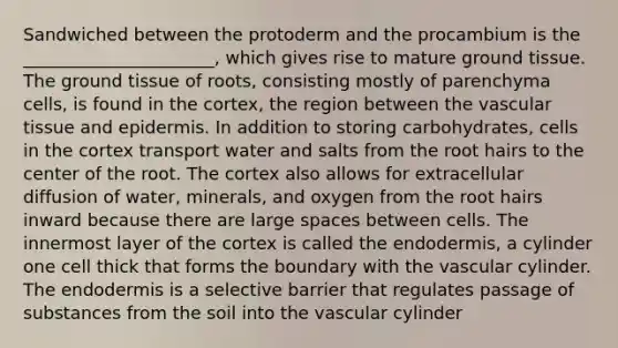 Sandwiched between the protoderm and the procambium is the ______________________, which gives rise to mature ground tissue. The ground tissue of roots, consisting mostly of parenchyma cells, is found in the cortex, the region between the vascular tissue and epidermis. In addition to storing carbohydrates, cells in the cortex transport water and salts from the root hairs to the center of the root. The cortex also allows for extracellular diffusion of water, minerals, and oxygen from the root hairs inward because there are large spaces between cells. The innermost layer of the cortex is called the endodermis, a cylinder one cell thick that forms the boundary with the vascular cylinder. The endodermis is a selective barrier that regulates passage of substances from the soil into the vascular cylinder