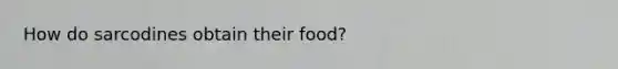 How do sarcodines obtain their food?