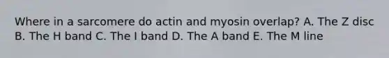 Where in a sarcomere do actin and myosin overlap? A. The Z disc B. The H band C. The I band D. The A band E. The M line