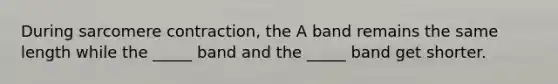 During sarcomere contraction, the A band remains the same length while the _____ band and the _____ band get shorter.