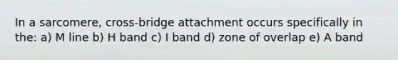 In a sarcomere, cross-bridge attachment occurs specifically in the: a) M line b) H band c) I band d) zone of overlap e) A band