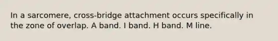 In a sarcomere, cross-bridge attachment occurs specifically in the zone of overlap. A band. I band. H band. M line.