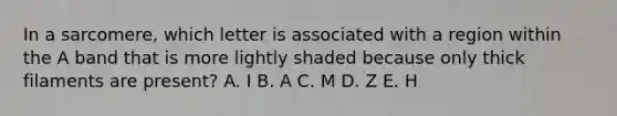 In a sarcomere, which letter is associated with a region within the A band that is more lightly shaded because only thick filaments are present? A. I B. A C. M D. Z E. H