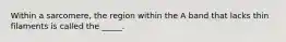 Within a sarcomere, the region within the A band that lacks thin filaments is called the _____.