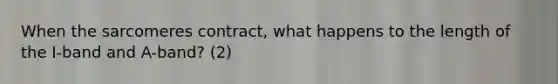 When the sarcomeres contract, what happens to the length of the I-band and A-band? (2)