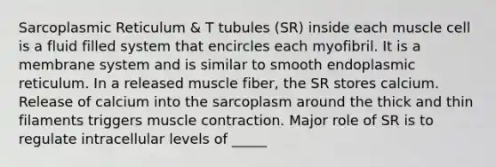 Sarcoplasmic Reticulum & T tubules (SR) inside each muscle cell is a fluid filled system that encircles each myofibril. It is a membrane system and is similar to smooth endoplasmic reticulum. In a released muscle fiber, the SR stores calcium. Release of calcium into the sarcoplasm around the thick and thin filaments triggers muscle contraction. Major role of SR is to regulate intracellular levels of _____