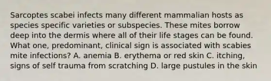 Sarcoptes scabei infects many different mammalian hosts as species specific varieties or subspecies. These mites borrow deep into the dermis where all of their life stages can be found. What one, predominant, clinical sign is associated with scabies mite infections? A. anemia B. erythema or red skin C. itching, signs of self trauma from scratching D. large pustules in the skin