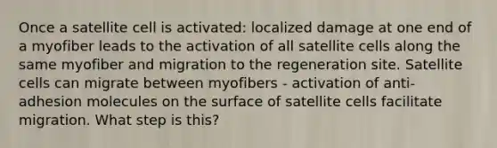 Once a satellite cell is activated: localized damage at one end of a myofiber leads to the activation of all satellite cells along the same myofiber and migration to the regeneration site. Satellite cells can migrate between myofibers - activation of anti-adhesion molecules on the surface of satellite cells facilitate migration. What step is this?