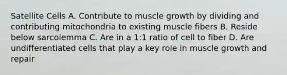 Satellite Cells A. Contribute to muscle growth by dividing and contributing mitochondria to existing muscle fibers B. Reside below sarcolemma C. Are in a 1:1 ratio of cell to fiber D. Are undifferentiated cells that play a key role in muscle growth and repair