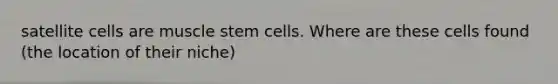 satellite cells are muscle stem cells. Where are these cells found (the location of their niche)