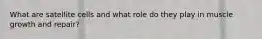 What are satellite cells and what role do they play in muscle growth and repair?
