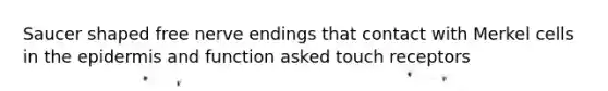 Saucer shaped free nerve endings that contact with Merkel cells in the epidermis and function asked touch receptors