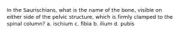 In the Saurischians, what is the name of the bone, visible on either side of the pelvic structure, which is firmly clamped to the spinal column? a. ischium c. fibia b. ilium d. pubis