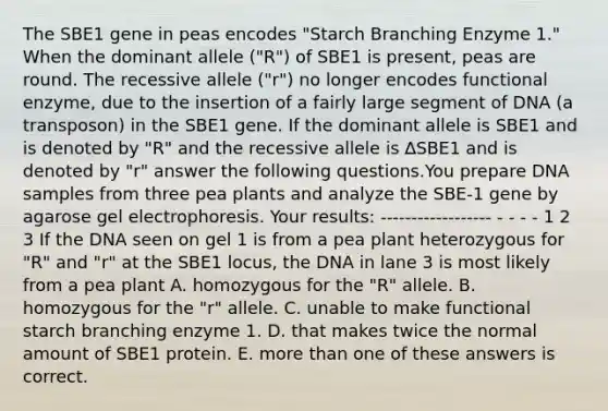 The SBE1 gene in peas encodes "Starch Branching Enzyme 1." When the dominant allele ("R") of SBE1 is present, peas are round. The recessive allele ("r") no longer encodes functional enzyme, due to the insertion of a fairly large segment of DNA (a transposon) in the SBE1 gene. If the dominant allele is SBE1 and is denoted by "R" and the recessive allele is ∆SBE1 and is denoted by "r" answer the following questions.You prepare DNA samples from three pea plants and analyze the SBE-1 gene by agarose gel electrophoresis. Your results: ------------------ - - - - 1 2 3 If the DNA seen on gel 1 is from a pea plant heterozygous for "R" and "r" at the SBE1 locus, the DNA in lane 3 is most likely from a pea plant A. homozygous for the "R" allele. B. homozygous for the "r" allele. C. unable to make functional starch branching enzyme 1. D. that makes twice the normal amount of SBE1 protein. E. more than one of these answers is correct.