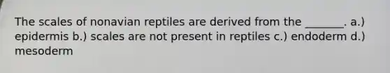 The scales of nonavian reptiles are derived from the _______. a.) epidermis b.) scales are not present in reptiles c.) endoderm d.) mesoderm