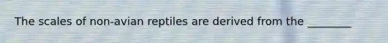 The scales of non-avian reptiles are derived from the ________