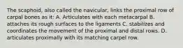 The scaphoid, also called the navicular, links the proximal row of carpal bones as it: A. Articulates with each metacarpal B. attaches its rough surfaces to the ligaments C. stabilizes and coordinates the movement of the proximal and distal rows. D. articulates proximally with its matching carpel row.