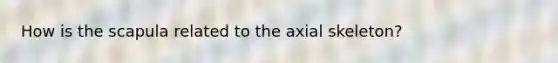 How is the scapula related to the axial skeleton?