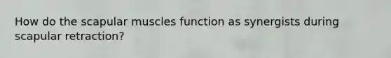 How do the scapular muscles function as synergists during scapular retraction?