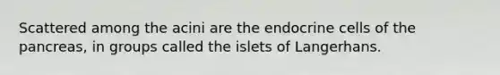 Scattered among the acini are the endocrine cells of the pancreas, in groups called the islets of Langerhans.