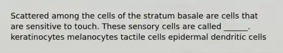 Scattered among the cells of the stratum basale are cells that are sensitive to touch. These sensory cells are called ______. keratinocytes melanocytes tactile cells epidermal dendritic cells