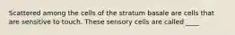 Scattered among the cells of the stratum basale are cells that are sensitive to touch. These sensory cells are called ____