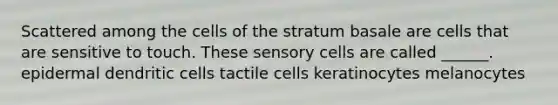 Scattered among the cells of the stratum basale are cells that are sensitive to touch. These sensory cells are called ______. epidermal dendritic cells tactile cells keratinocytes melanocytes