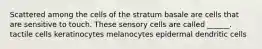 Scattered among the cells of the stratum basale are cells that are sensitive to touch. These sensory cells are called ______. tactile cells keratinocytes melanocytes epidermal dendritic cells