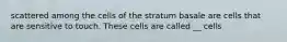 scattered among the cells of the stratum basale are cells that are sensitive to touch. These cells are called __ cells