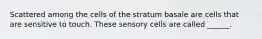 Scattered among the cells of the stratum basale are cells that are sensitive to touch. These sensory cells are called ______.