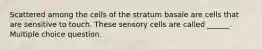 Scattered among the cells of the stratum basale are cells that are sensitive to touch. These sensory cells are called ______. Multiple choice question.