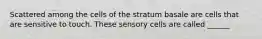 Scattered among the cells of the stratum basale are cells that are sensitive to touch. These sensory cells are called ______