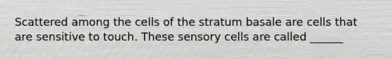 Scattered among the cells of the stratum basale are cells that are sensitive to touch. These sensory cells are called ______