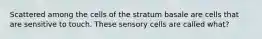 Scattered among the cells of the stratum basale are cells that are sensitive to touch. These sensory cells are called what?