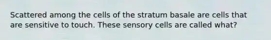 Scattered among the cells of the stratum basale are cells that are sensitive to touch. These sensory cells are called what?