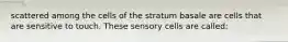 scattered among the cells of the stratum basale are cells that are sensitive to touch. These sensory cells are called: