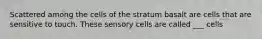 Scattered among the cells of the stratum basalt are cells that are sensitive to touch. These sensory cells are called ___ cells