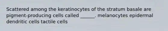 Scattered among the keratinocytes of the stratum basale are pigment-producing cells called ______. melanocytes epidermal dendritic cells tactile cells