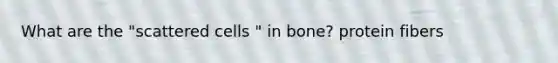 What are the "scattered cells " in bone? protein fibers